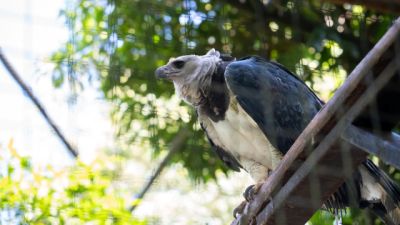 Imagem referente à notícia: Itaipu celebra 42 anos de áreas protegidas e reforça seu compromisso com a biodiversidade