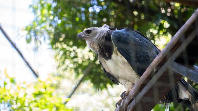 Itaipu celebra 42 anos de áreas protegidas e reforça seu compromisso com a biodiversidade
