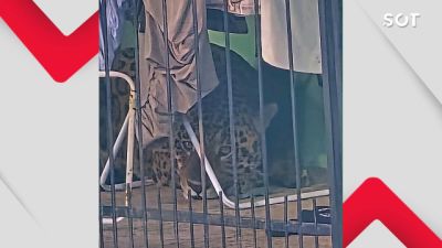 Imagem referente à notícia: Onça-pintada é capturada com segurança em bairro de Foz do Iguaçu após mobilização de equipes especializadas