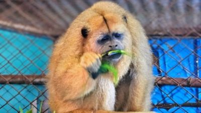 Imagem referente à notícia: Macaca em situação de risco de extinção no Paraná é nova moradora do Zoológico de Cascavel
