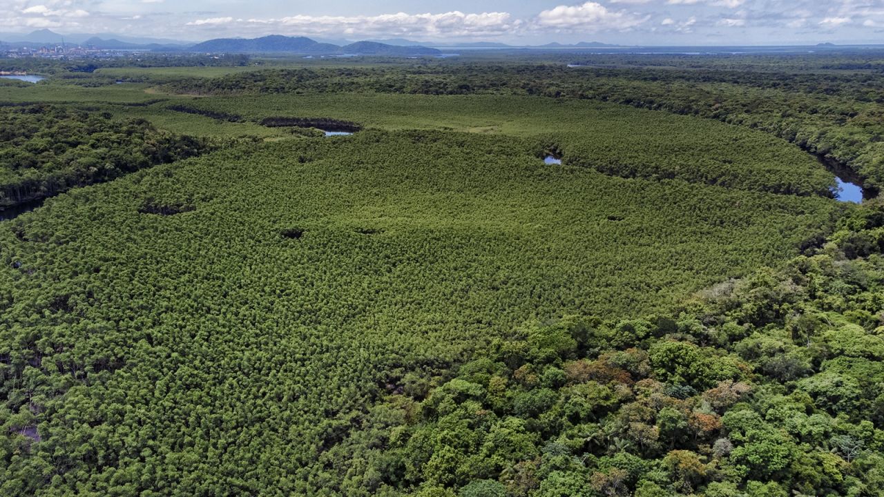 Paraná reduziu em 87,5% desmatamento da Mata Atlântica entre 2020 e 2025