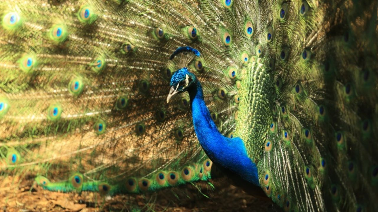 Zoológico amplia dias de visitação durante férias escolares