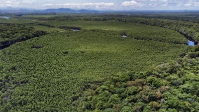 Imagem referente à notícia: Paraná reduziu em 87,5% desmatamento da Mata Atlântica entre 2020 e 2025