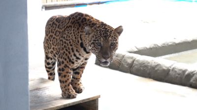 Imagem referente à notícia: Referência em conservação e pesquisa, Zoo de Cascavel recebe onça-pintada capturada em Mandaguari