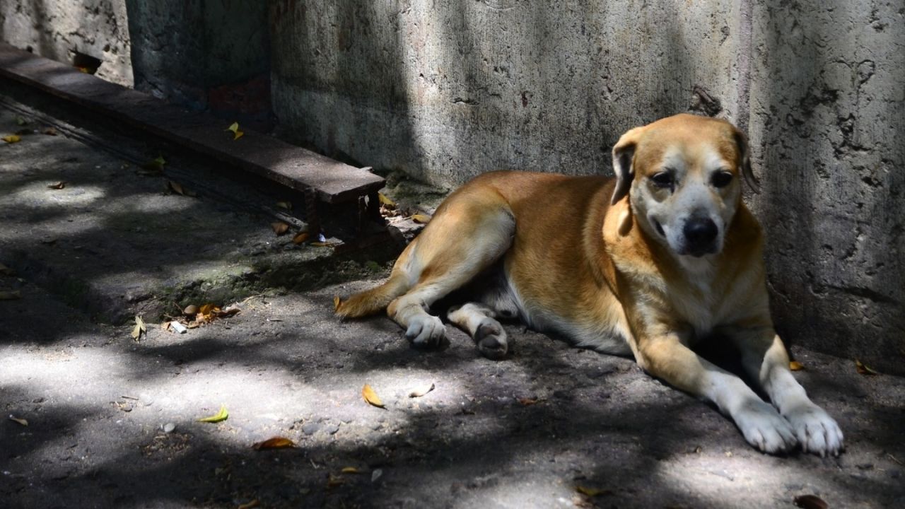 Tutores de animais soltos nas ruas podem ser notificados e multados em caso de reincidência