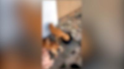 Imagem referente à notícia: Homem é preso em flagrante por maus-tratos após cães serem encontrados debilitados em Cascavel