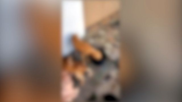 Homem é preso em flagrante por maus-tratos após cães serem encontrados debilitados em Cascavel