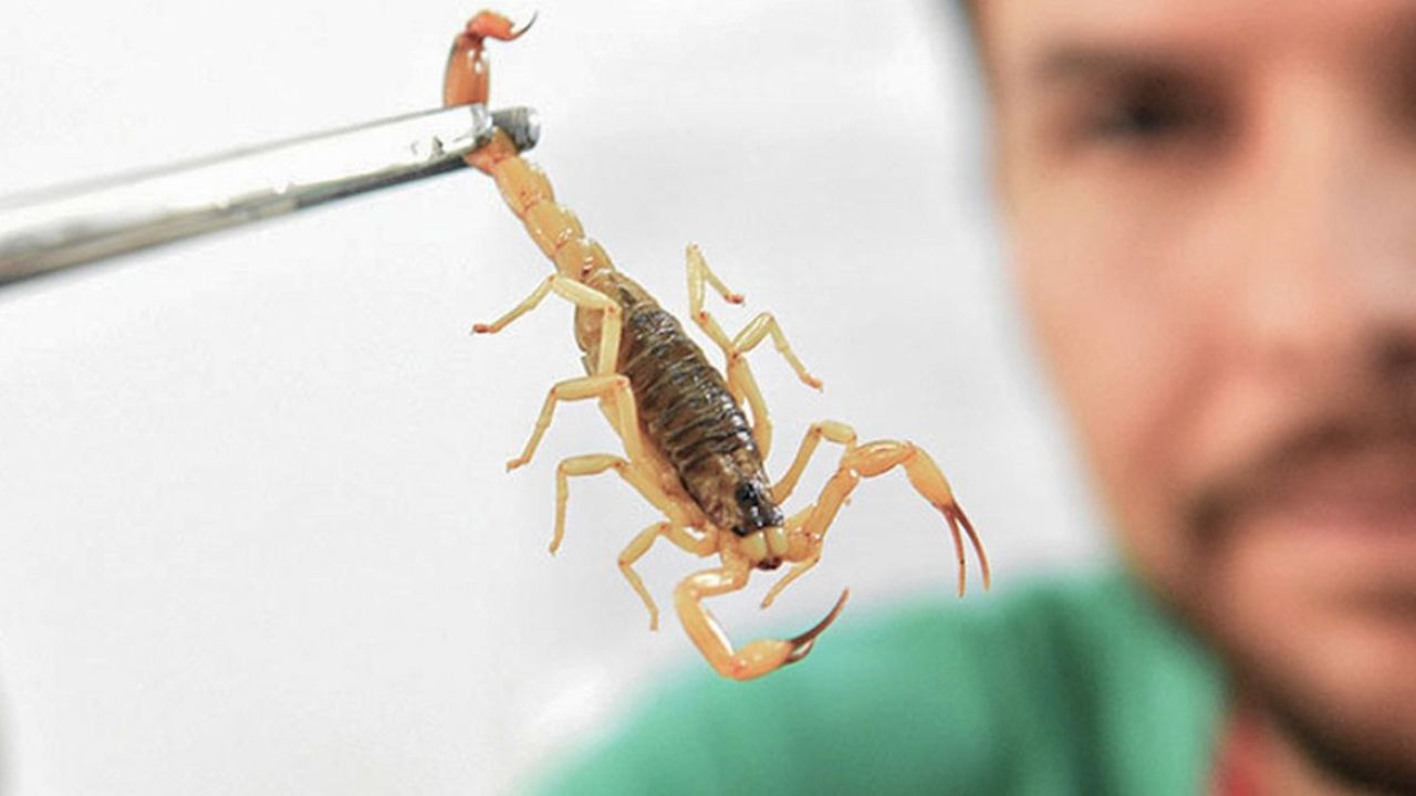 Crianças são mais vulneráveis a envenenamento por picada de escorpião