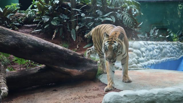 Aos 16 anos, tigre Hu recebe cuidados intensificados no Zoológico de Cascavel