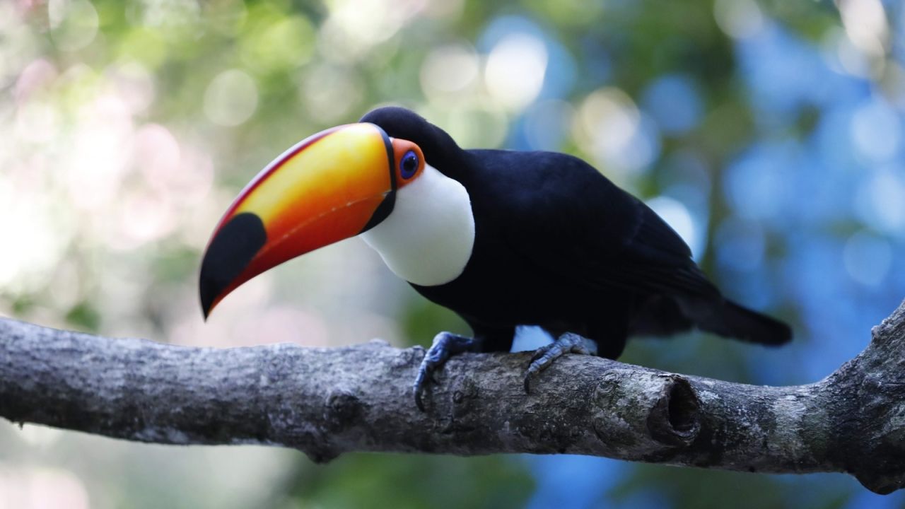 Zoológico de Cascavel agora tem duas novas tucanas como moradoras do parque