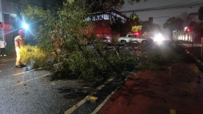Imagem referente à notícia: Árvore de grande porte cai e interdita trecho da Rua Duque de Caxias em Cascavel