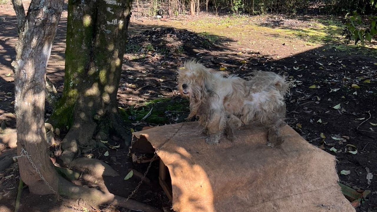 Mulher é presa em flagrante por maus-tratos após manter cão acorrentado e em condições degradantes em Irati