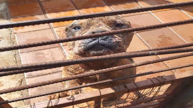 Guarda Municipal apura denúncia de maus-tratos a cães e orienta tutor sobre melhorias em residência de Cascavel