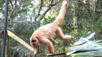 Macaca em risco de extinção já pode ser visitada no Zoológico de Cascavel