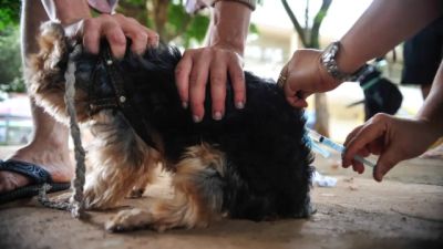 Requerimento pede regra estadual para resgate de animais em situações de risco