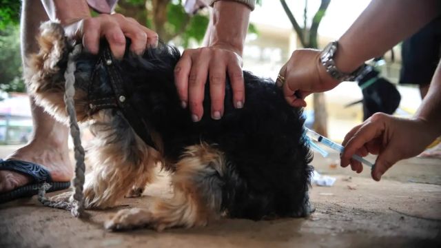 Requerimento pede regra estadual para resgate de animais em situações de risco