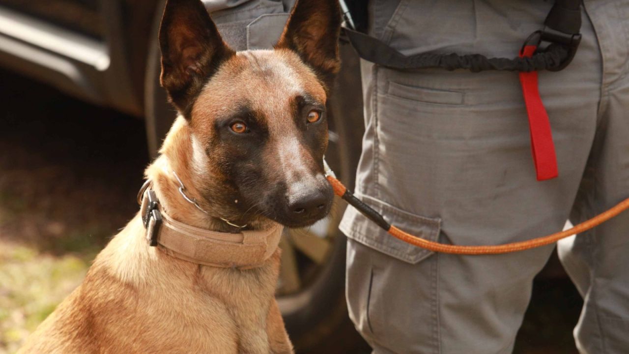 Guarda Municipal de Cascavel realiza treinamento com cães para aprimorar técnicas de detecção