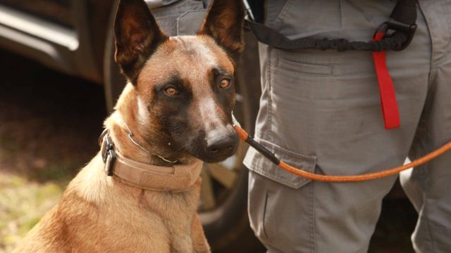 Guarda Municipal de Cascavel realiza treinamento com cães para aprimorar técnicas de detecção