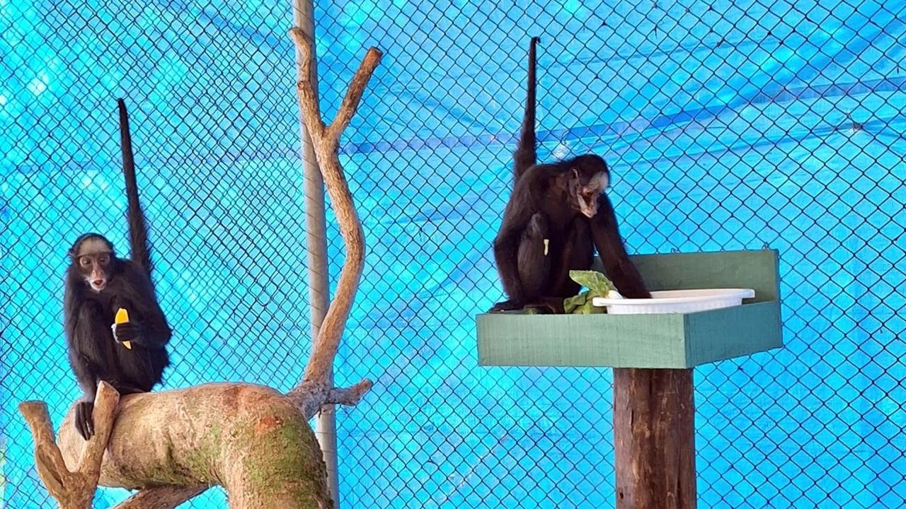 Zoológico de Cascavel recebe duas macacas-aranha ameaçadas de extinção