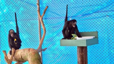 Zoológico de Cascavel recebe duas macacas-aranha ameaçadas de extinção