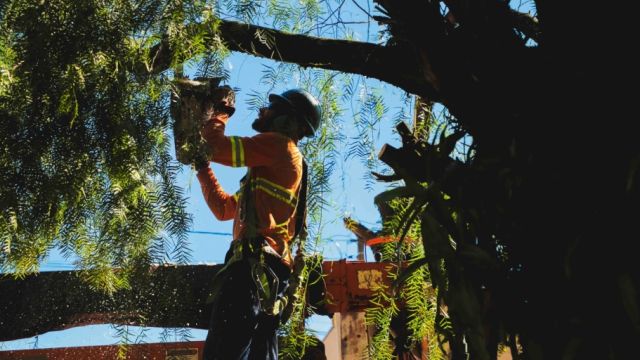 Prefeitura de Cascavel credencia empresas para agilizar serviço de poda em árvores que apresentam riscos