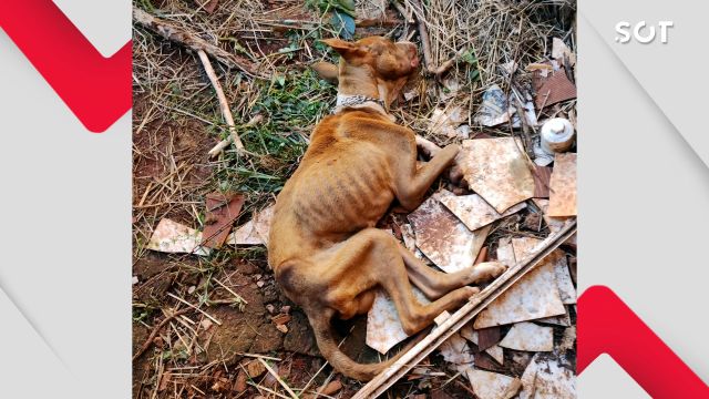 Investigado por maus-tratos a animais é preso pela Polícia Civil em Toledo