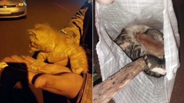 Filhote é encontrado vivo dentro de saco plástico com gatos mortos em bueiro no Bairro Veneza