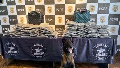 Com atuação de cão de faro, PCPR prende homem em flagrante e apreende 13 quilos de capulho na Rodoviária de Curitiba