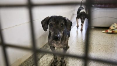 Projeto torna obrigatória advertência sobre maus-tratos em embalagens de ração