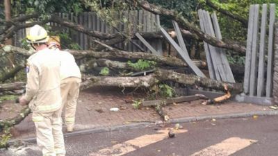 Zoológico de Cascavel fecha após temporal derrubar galhos e árvore no parque