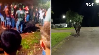 Mulher morre após ser atingida por touro que escapou durante preparativos para rodeio em Barbosa Ferraz