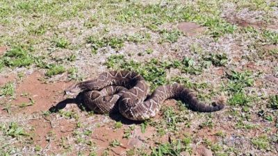 Duas cascavéis são encontradas em pátio da Receita Federal em Cascavel