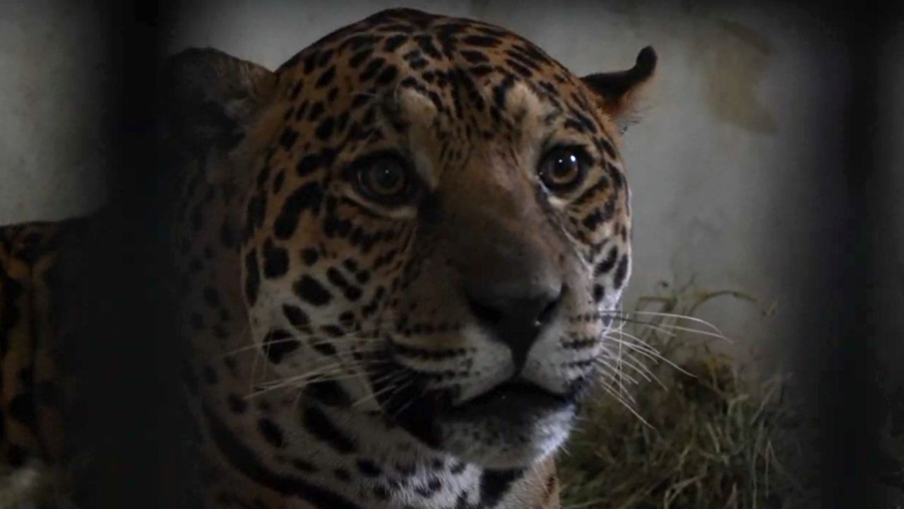 Onça-pintada resgatada após força-tarefa é transferida para refúgio em Foz do Iguaçu