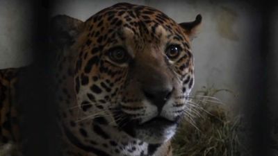 Onça-pintada resgatada após força-tarefa é transferida para refúgio em Foz do Iguaçu