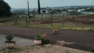Dois pitbulls são encontrados soltos e atacando outros cães no Bairro São Cristóvão, em Cascavel