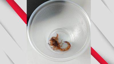 Escorpião-amarelo é encontrado em calçada próximo à UPA Tancredo Neves em Cascavel