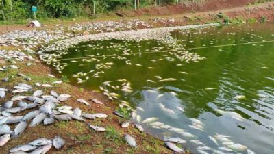 Falta de energia por quase 25 horas causa mortandade de peixes em propriedade rural de Cascavel