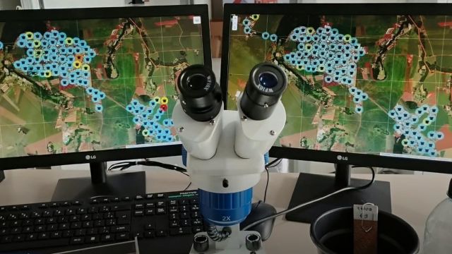 Itaipulândia registra presença do Aedes aegypti em monitoramento de ovitrampas
