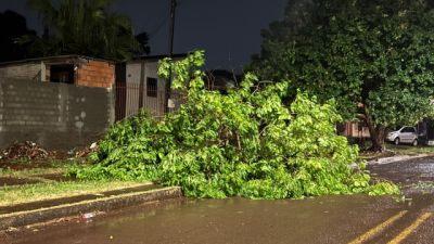 Chuva forte provoca queda de árvores e galhos e mobiliza Bombeiros no Jardim Clarito em Cascavel
