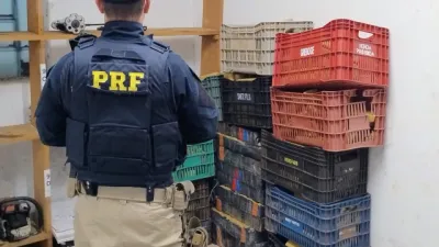 FICCO/PR apreende 377 kg de maconha na BR-277 e prende dois homens em Guarapuava
