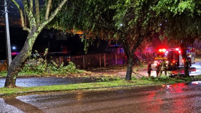Galhos de árvore caem e interditam parcialmente Rua Olindo Periolo, em Cascavel
