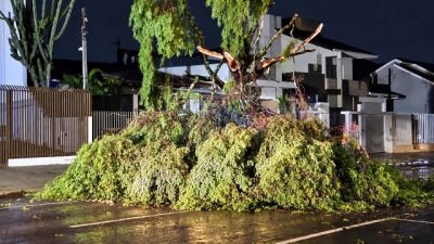 Árvore cai e interdita parcialmente a Rua Souza Naves durante a madrugada em Cascavel