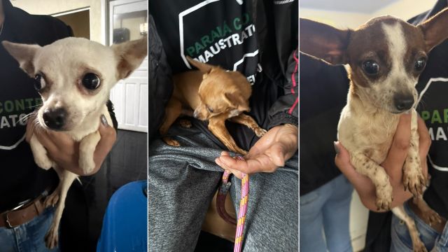 Treze cães são entregues a organizações após denúncia de possíveis maus-tratos em Capitão Leônidas Marques