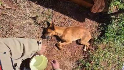 Homem é preso por maus-tratos a cão encontrado sem água e comida no Bairro Floresta, em Cascavel