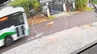 Polícia Civil indicia motorista de ônibus por atropelamento e morte de cão no bairro Brasília em Cascavel