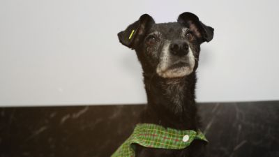 Prefeitura busca famílias para acolher cães e gatos resgatados de maus-tratos em Cascavel