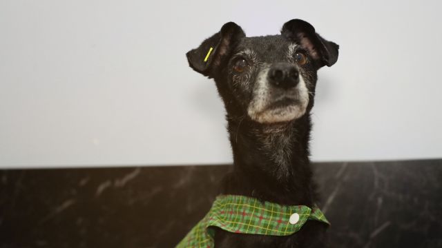 Prefeitura busca famílias para acolher cães e gatos resgatados de maus-tratos em Cascavel