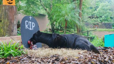 Animais do Refúgio Biológico da Itaipu entram no clima do Dia do Saci e Halloween