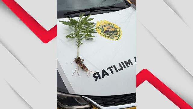 PM apreende pé de maconha de 40 centímetros em via pública de Cascavel