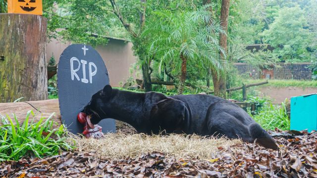 Animais do Refúgio Biológico da Itaipu entram no clima do Dia do Saci e Halloween